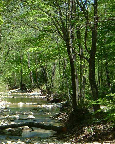 sudski-vjestak-za-sumarstvo